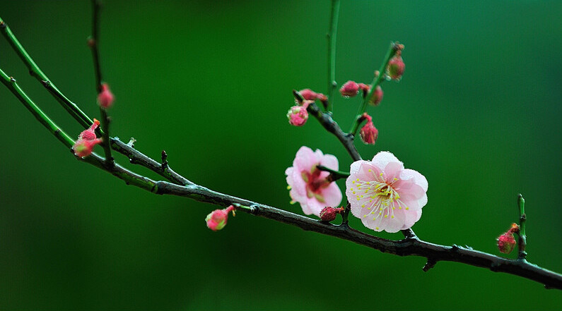 课例｜花篮