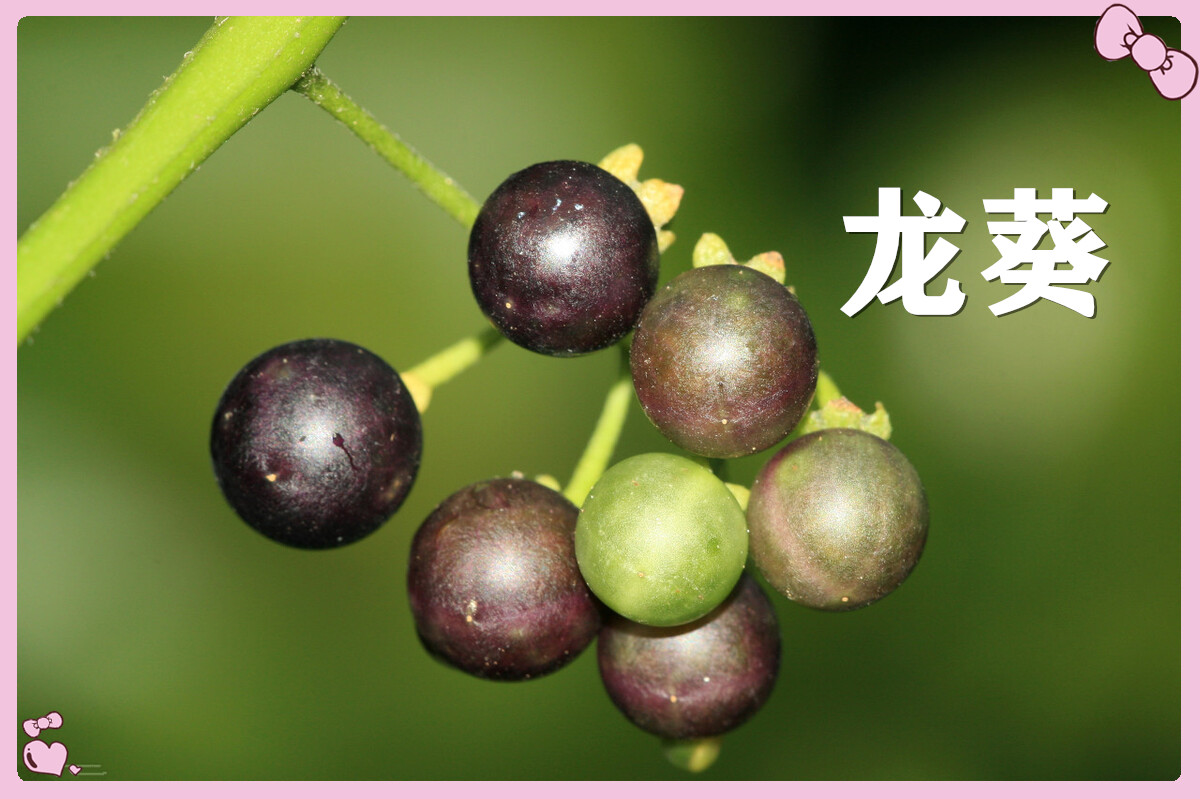 小时候常吃的12种"野果子",现在很少见了,吃过的年龄不小了