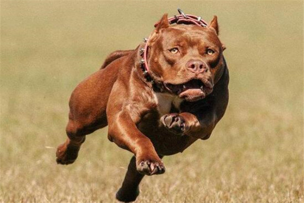 世界十大凶犬最新排名 第七被称为杀人犬，建议最好别养
