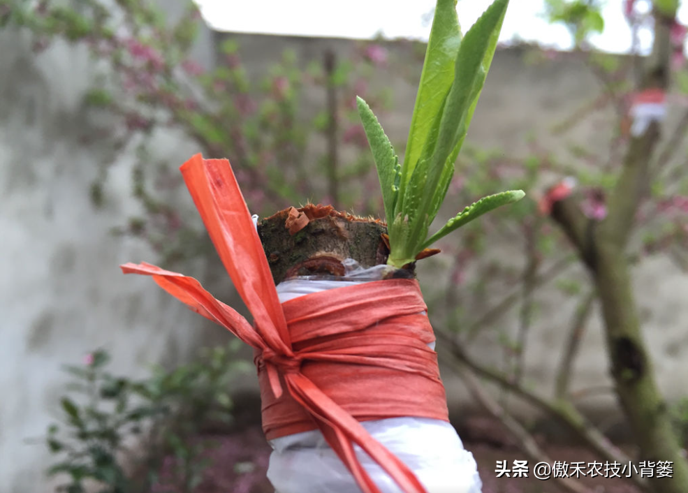 桃(tao)树嫁接时间和方法（桃树嫁接时间和方(fang)法温度）-大连信(xin)息网