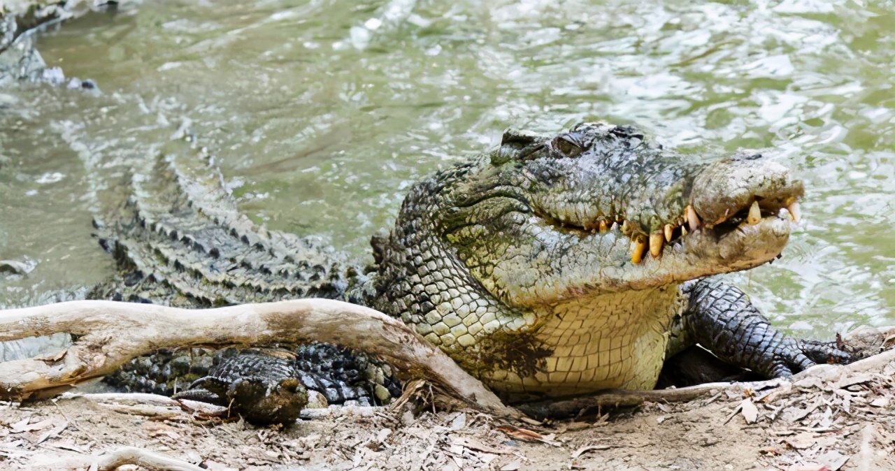 鳄鱼吓到小河马，被成年河马狂殴，吃肉的鳄鱼还能怕吃素的河马？