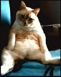 猫咪突然打嗝，看起来很滑稽，但你了解猫咪打嗝的那些事吗？