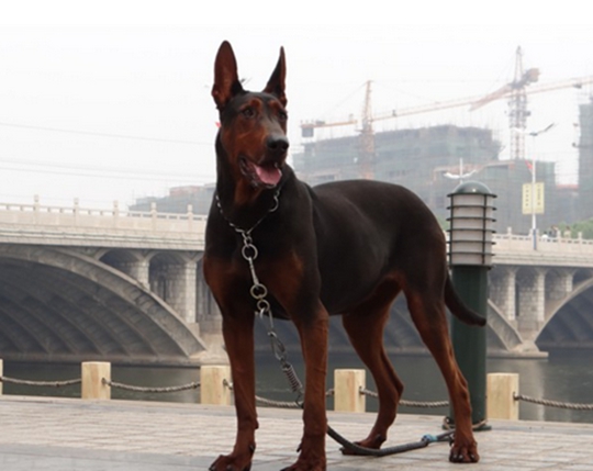 浅谈"莱州红犬"