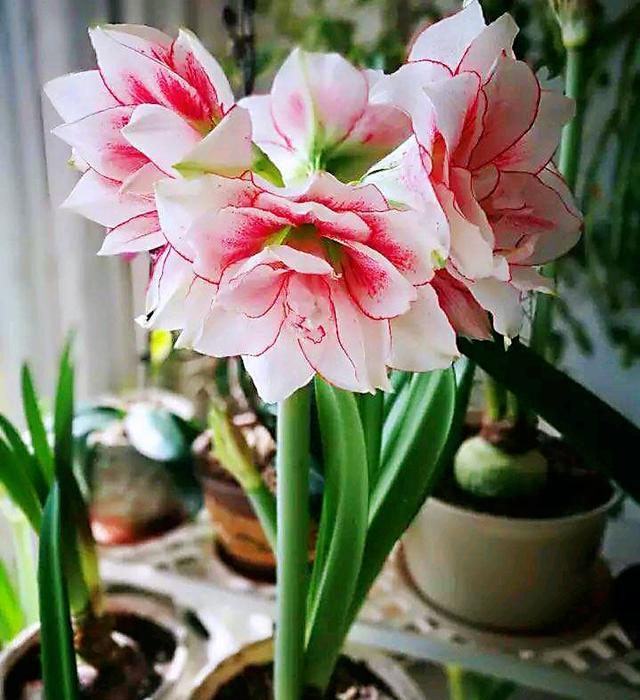 朱顶红,我只养这6种,不只是"漂亮",还好养"爱"开花