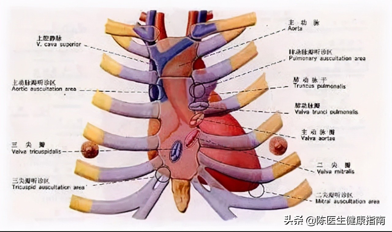 心的冠状沟位置图图片