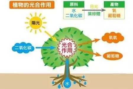 什么叫光合作用？光合作用有什么意義？