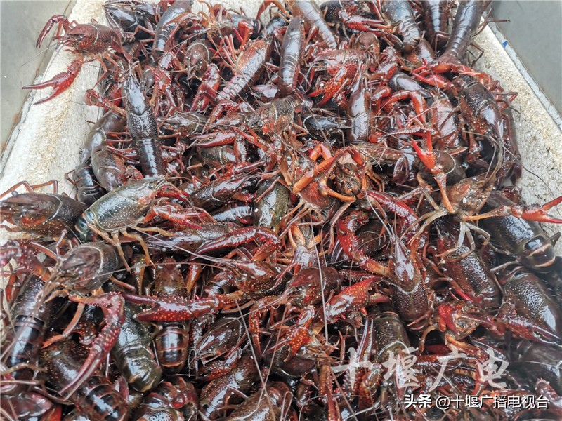十堰小龙虾价格“大跳水”，吃货们可以放开吃了