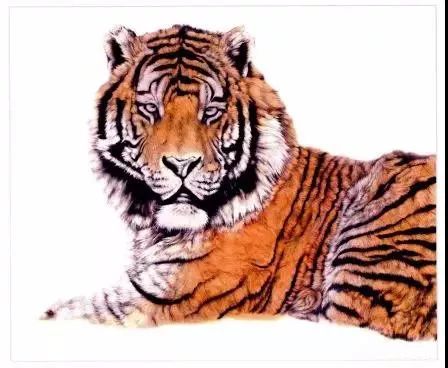 老虎很难画？分步骤教你画老虎，从细节教你，简单易学，快来学习