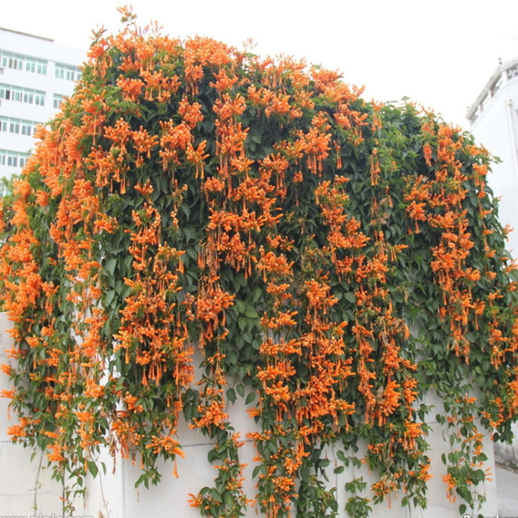 鞭炮花(炮仗花)