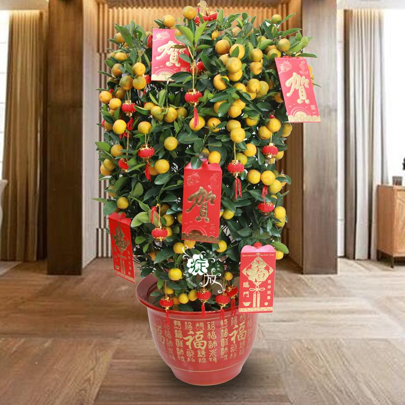 5种"金字花",富贵招财有"好兆头",当成年宵花,吉利又旺家