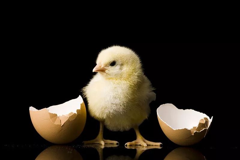 先有鸡还是先有蛋，有答案了？