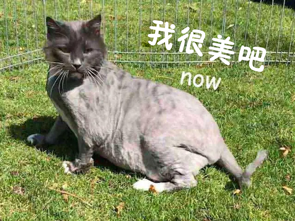 有人把被虐待的貓扔到醫院門口，剃毛之後發現他真的帥炸了