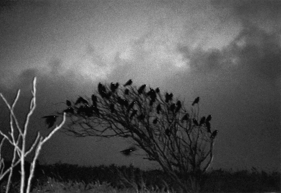6年只拍一组照片，他用最孤独的镜头，拍出了最经典的《鸦》