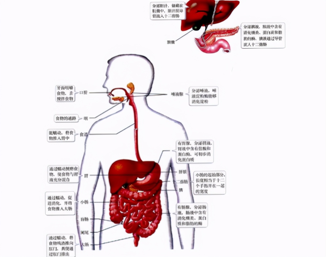 50%以上的青年人不知道人体的器官都有哪些,功能是什么,都在什么位置