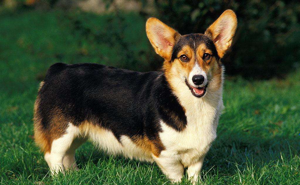 世界犬种智商排名榜前 30 名的聪明狗狗