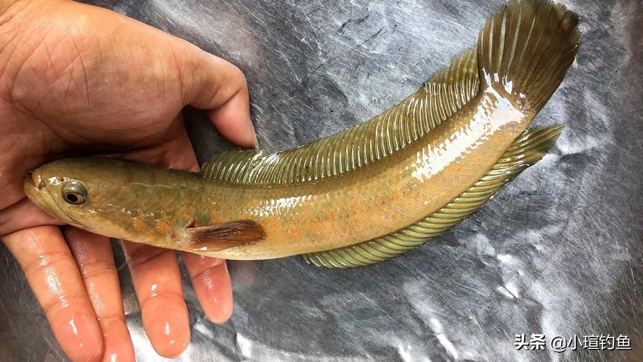 江西吉安的野河中发现罕见的七星鱼,为何极少有人钓到它?