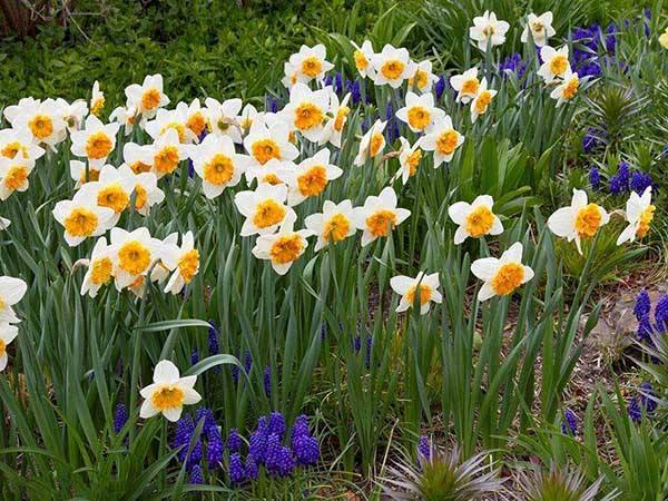春晚观众席上，千百盆开的鲜艳的“水仙花”，开完花咋处理？