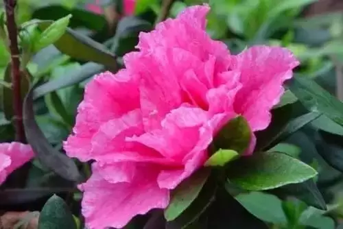 广州市市花是什么（全国56个城市的市花介绍）