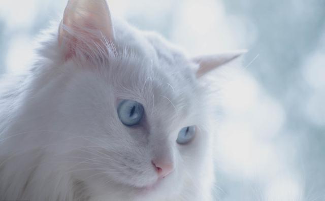 白猫玉眼，黑猫玄眼，田园猫名贵起来，让人望尘莫及