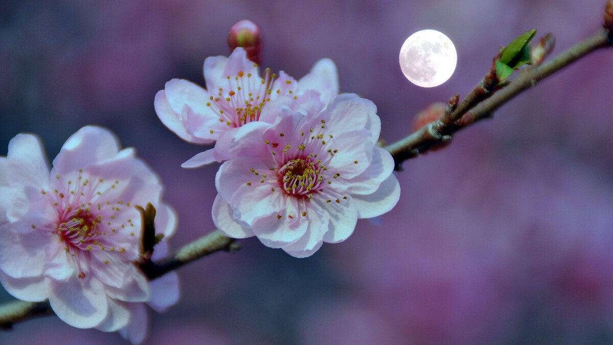 刘方平《月夜》更深夜静,斜月朦胧,春虫始鸣,绿窗纱里的诗人出乎意料