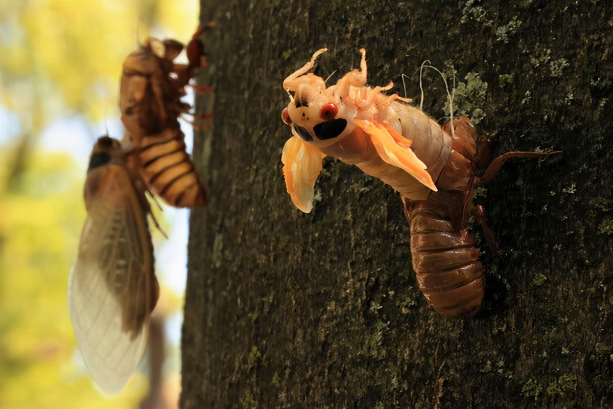 17年地下生活后,17年蝉今年终于该出洞了,有的蝉却发现出不来了