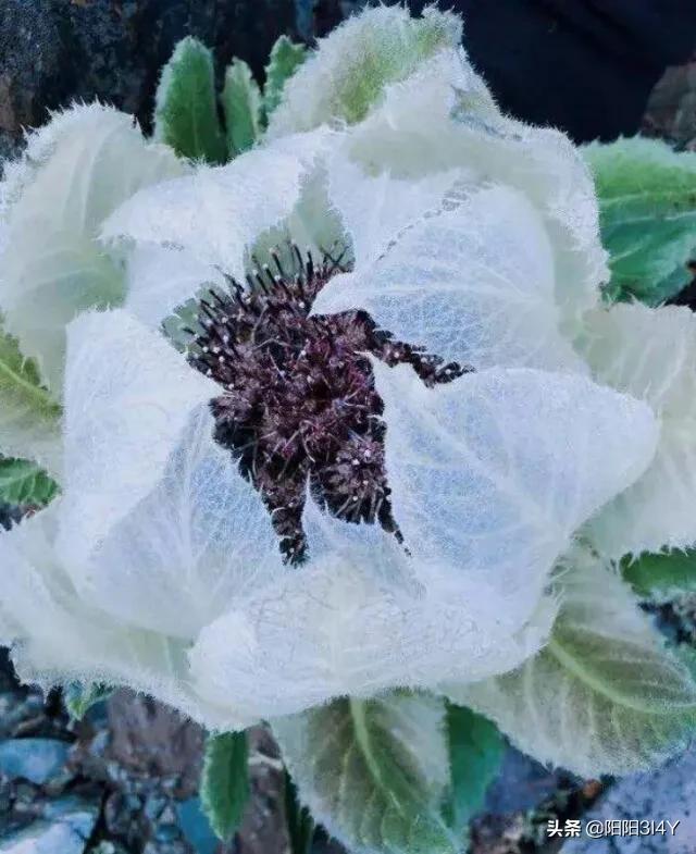 雪莲为什么不畏严寒冰雪？