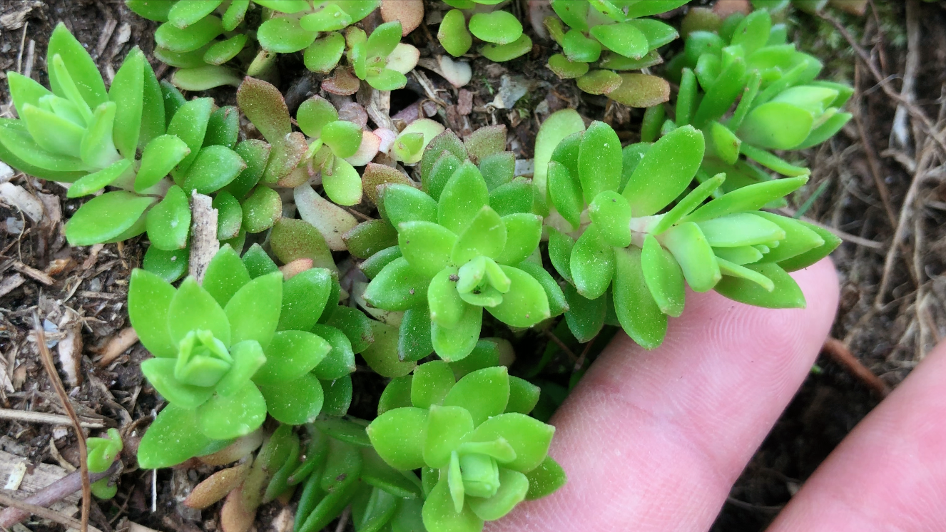 垂盆草种植方法图片