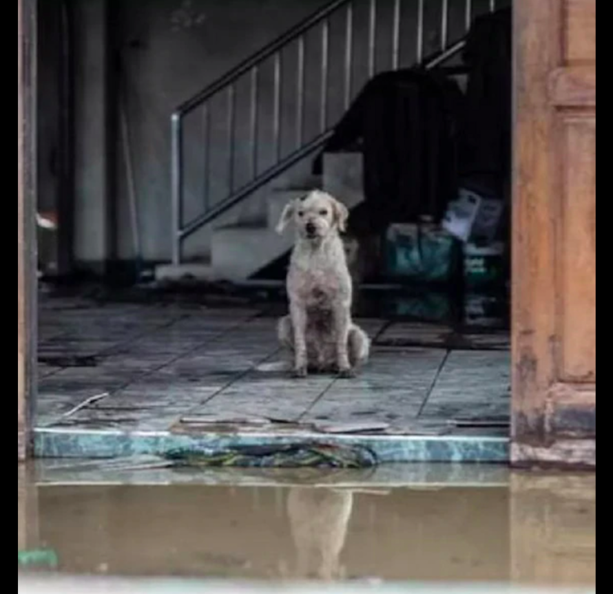因意外老奶奶去世，狗狗也身受重伤，但它仍守在废墟中等主人回家