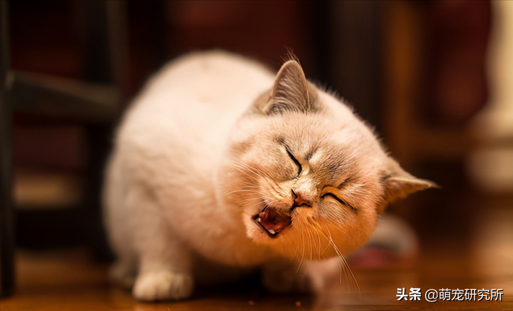 一定要让猫咪远离这几样东西，否则后果不堪设想