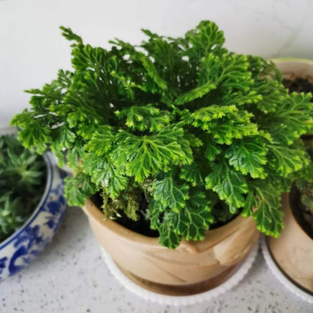 九死還魂草,九死還魂草的功效與作用