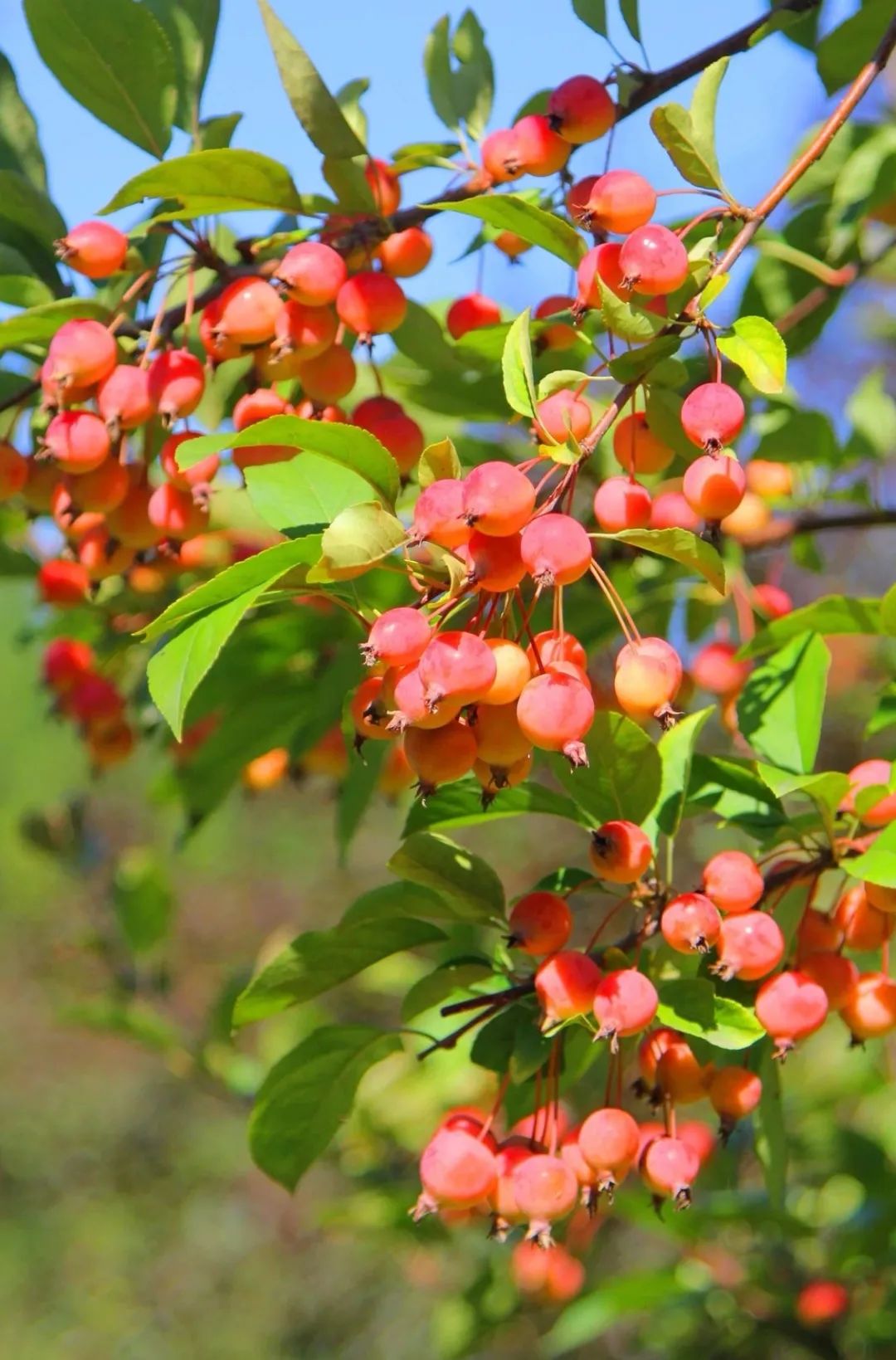 描写秋天果实成熟的句子(初秋清爽果满枝) - 火句子