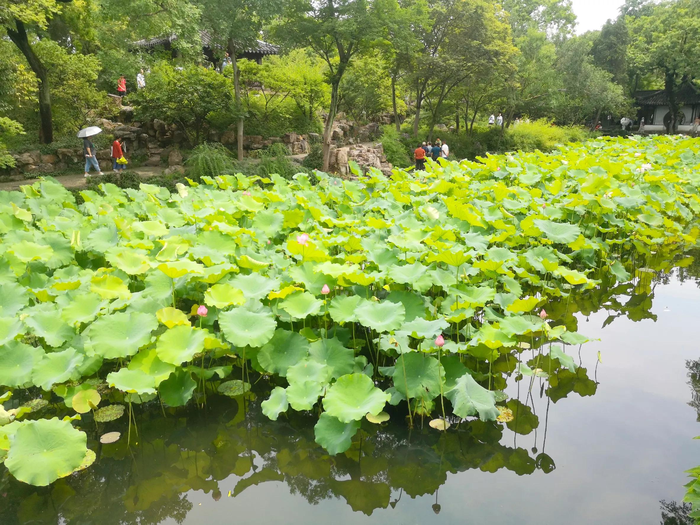 江苏旅游第一站——苏州园林之拙政园，中国古典园林的代表