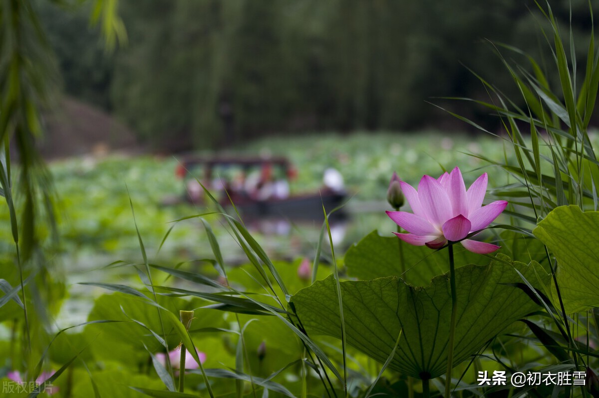 明丽秋水荷花诗词七首：数朵芙蕖，嫣然一笑凌清晓