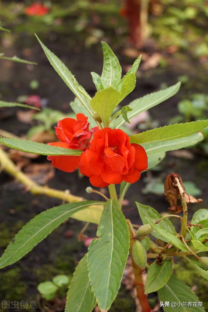 鳳仙花怎麼傳播種子(還記得小時候用來染指甲的鳳仙花嗎)