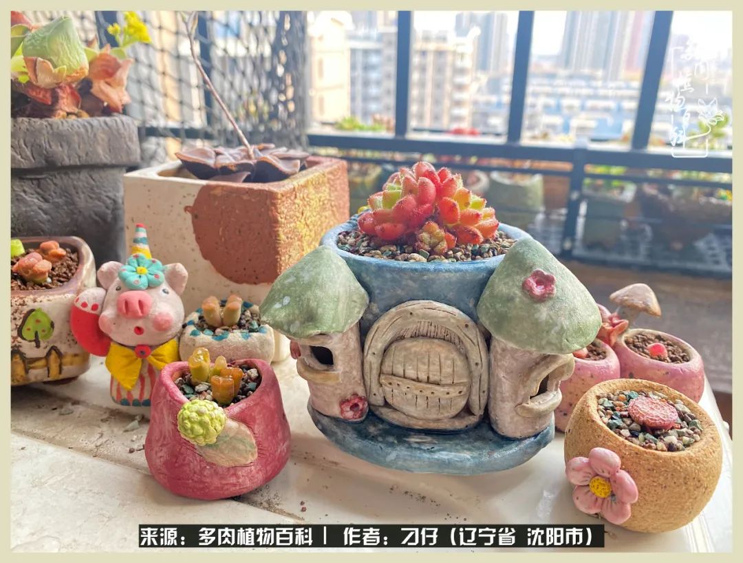 三年时间,多肉能养成什么样?