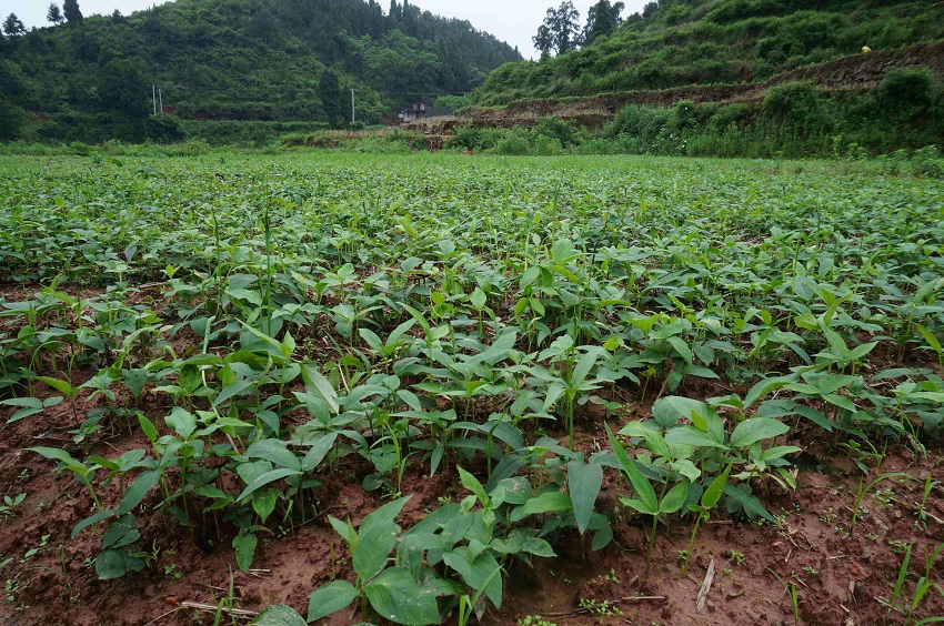 麻芋子收購價格(人工栽培半夏效益高) - 價格百科