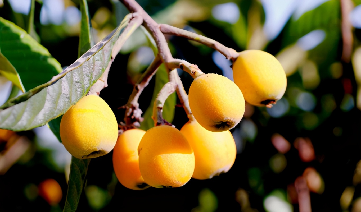 五月枇杷黄似橘，古诗词里的枇杷，这12首古诗你都知道吗？