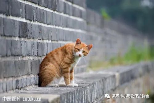 它们在雨中，孤独而又绝望...