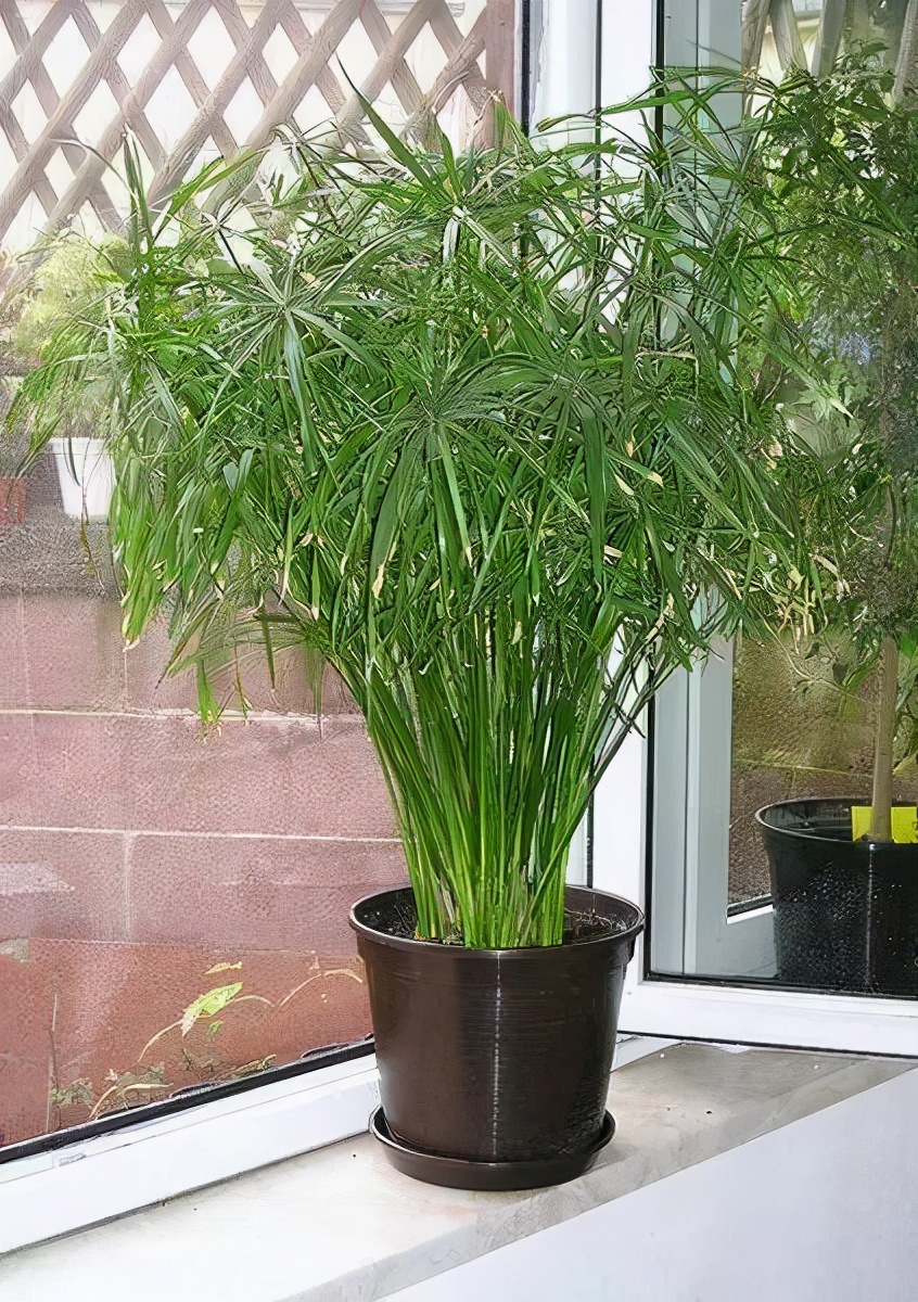 水生美人蕉(超级"喜水"的盆栽,叶片多彩水汪汪,天天浇水也不死)