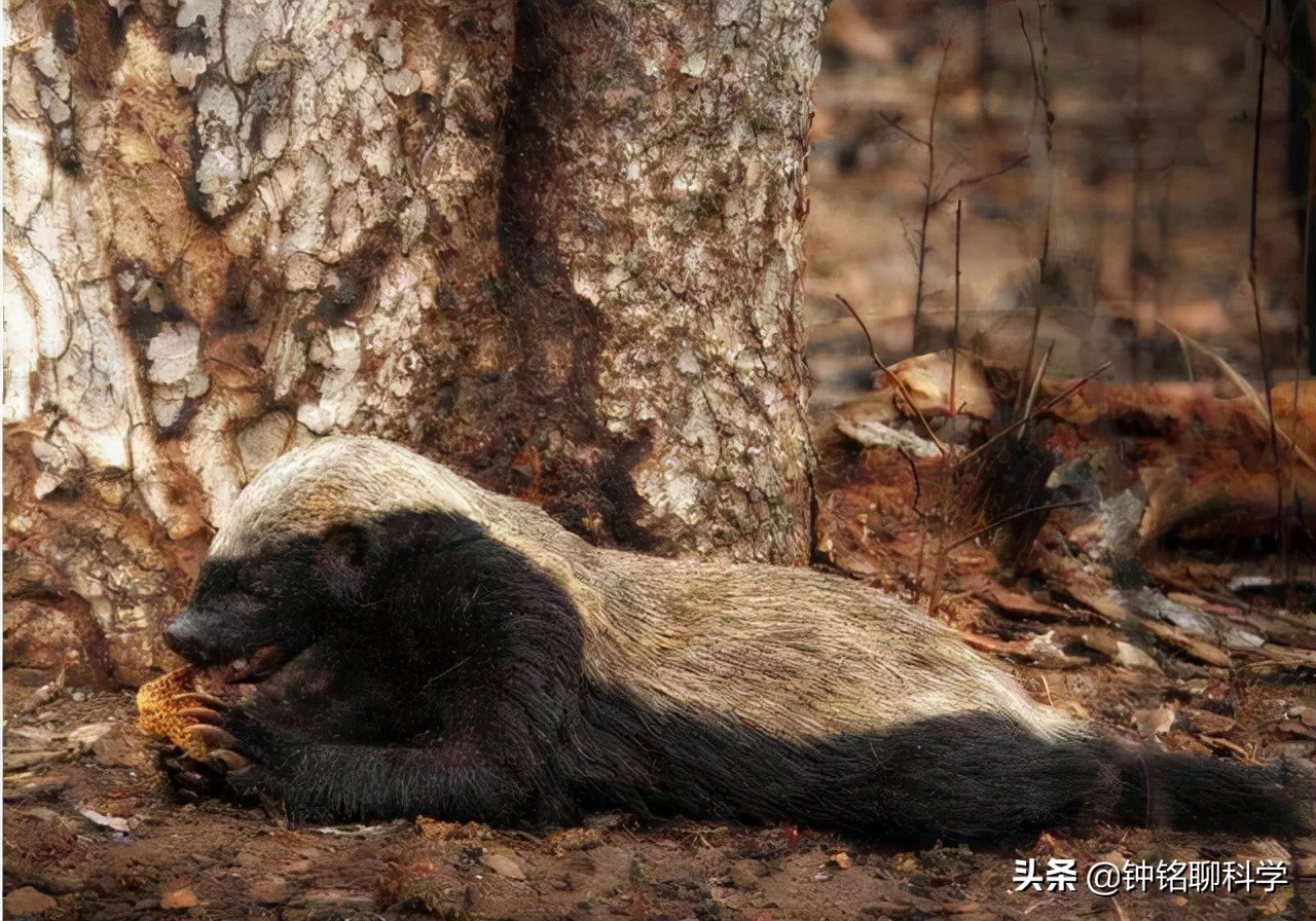 平头哥是什么动物（自然界中最爱记仇的动物）