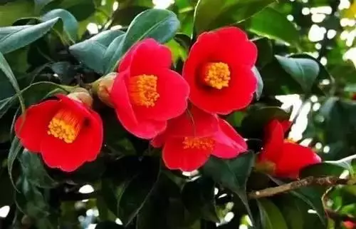 广州市市花是什么（全国56个城市的市花介绍）