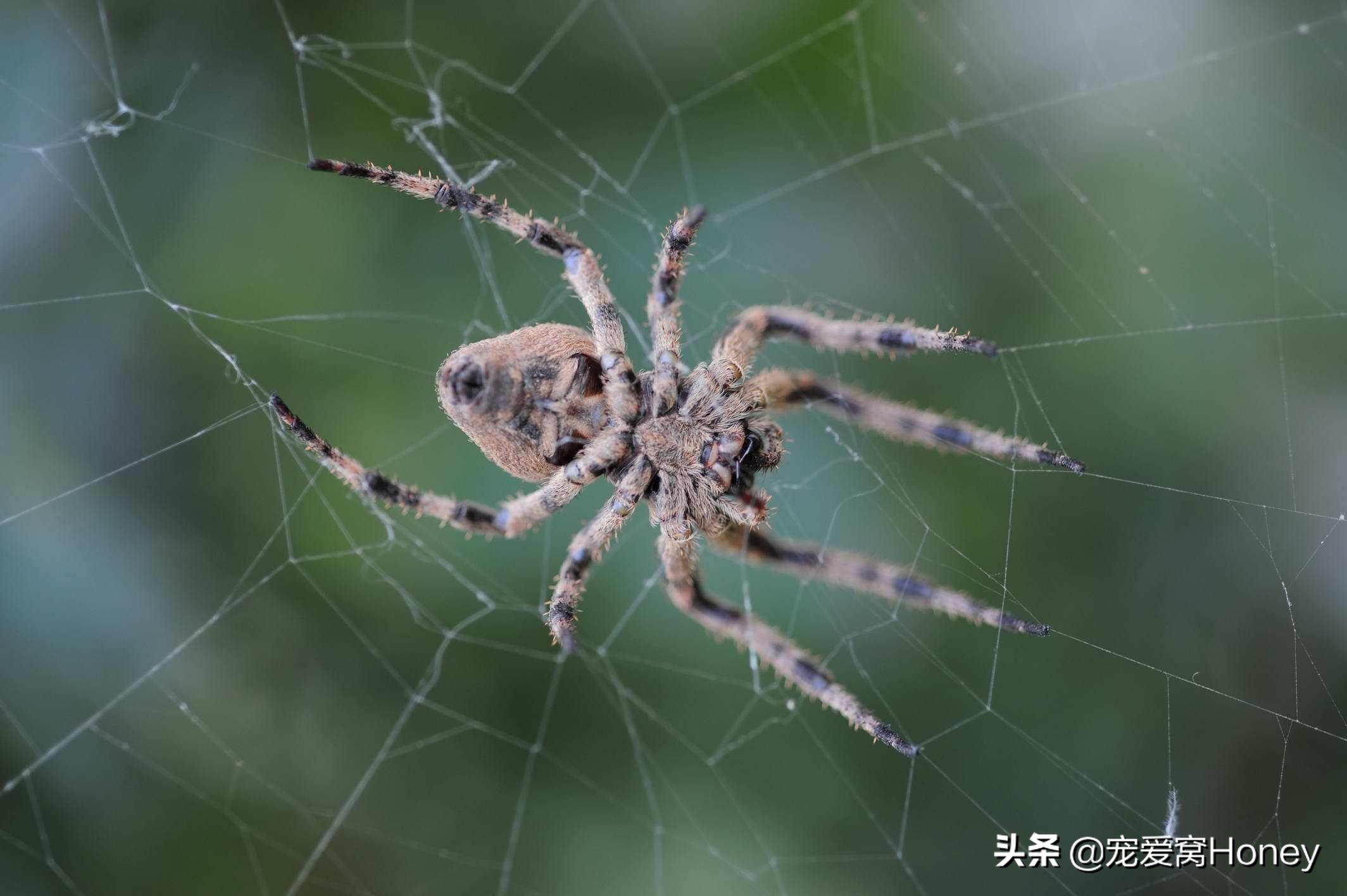 家里有大蜘蛛怎么驱赶（家里有蜘蛛怎么办）-第2张图片-易算准