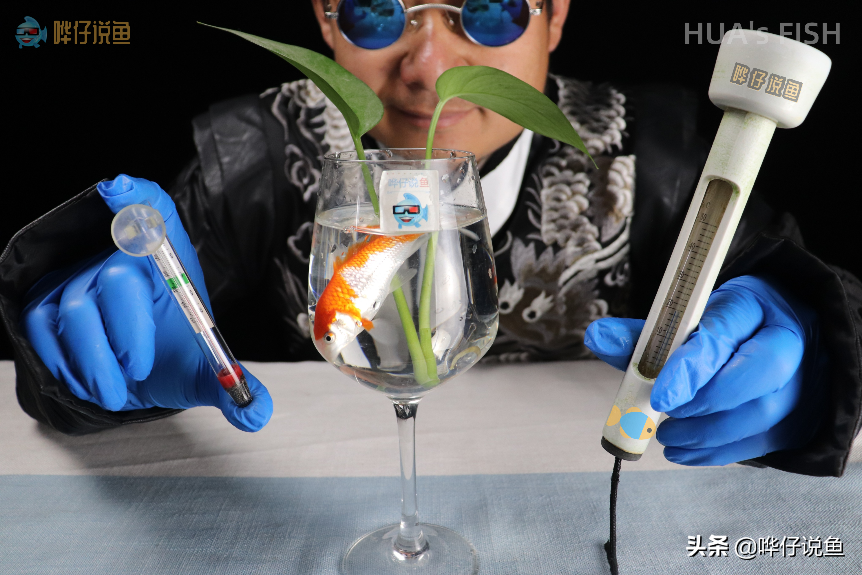 养鱼大神炼成记第三集：一条鱼病了，凭啥让全缸鱼跟着一起吃药？