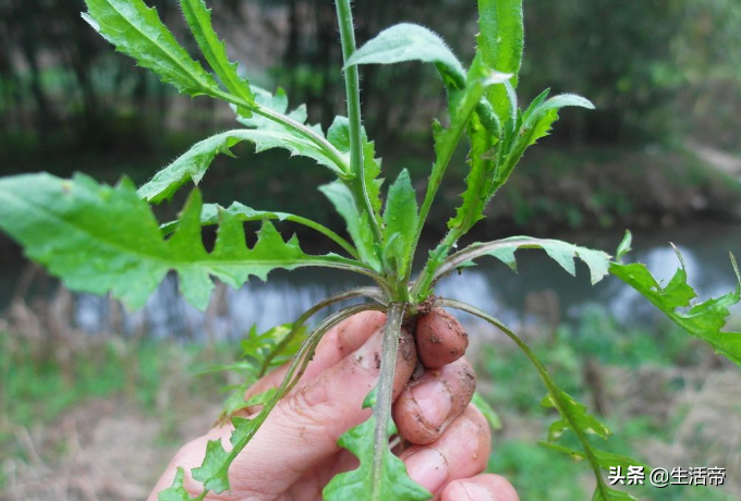 在乡村田野,各类野菜也到了尝鲜的季节,这种野菜你都吃过吗?