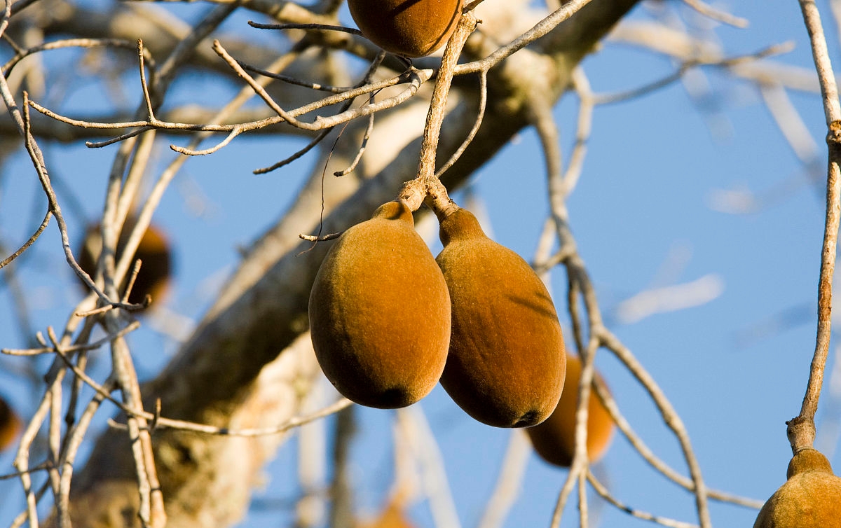 非洲"千年古树"猴面包树,供人们吃喝住,为什么活不过21世纪?