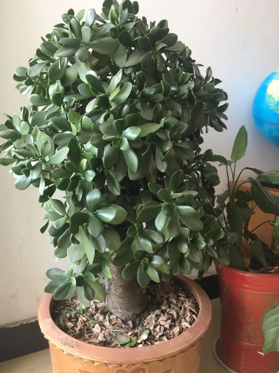 最好养的花卉有哪些（盘点五种最好养活的花卉）