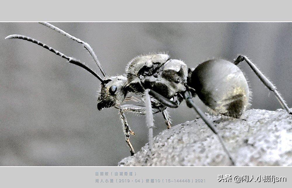 电视剧黑蚂蚁在哪里拍摄(手机昆虫摄影：蚂蚁随处见，手机人人有，有想过用手机拍蚂蚁吗？)