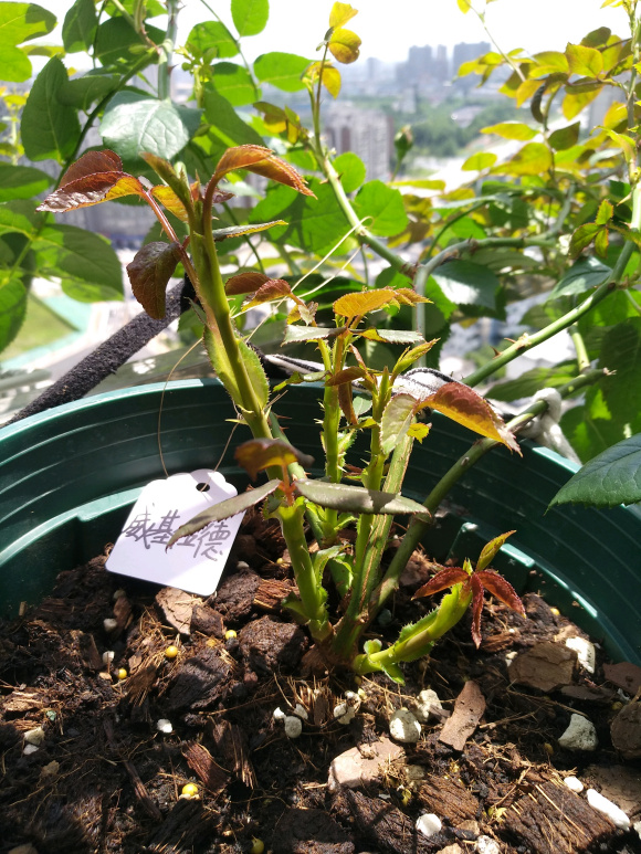 月季花拉枝怎么养忌讳什么记得收藏