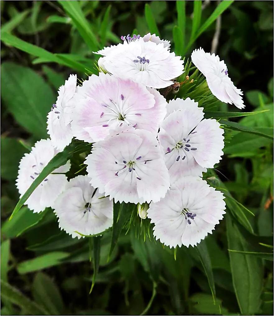 石竹子(美丽的头石竹)