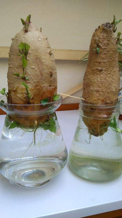 15种水培蔬菜头(带你了解15种水培蔬菜头)